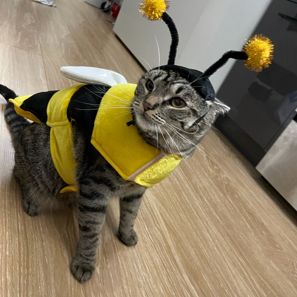 Bumble Bee dog/cat costume